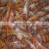 Live Spot Prawn thumbnail-1