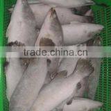 Frozen Barramundi Whole Round thumbnail-4