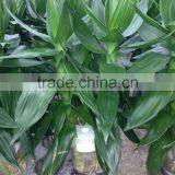Lucky Bamboo Dracaena Sanderiana Lotus Bamboo thumbnail-1