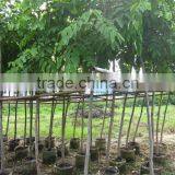 Cassia Fistula Outdoor Tropical Trees thumbnail-1