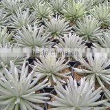 Senecio Scaposus thumbnail-1
