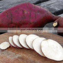 Organic Fresh SWEET POTATOES/NEW SCROP HIGH QUALITY SWEET POTATO FROM VIETNAM thumbnail-4