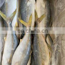 Frozen Yellow Tail Fish Yellowtail Fillet Yellowtail Fish Loin Seriola Quinqueradiata thumbnail-3