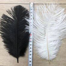 Ostrich Feather/Plume For Wholesale From China