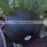 Black Stone Planting Hybrid Squash Seeds