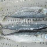 Kingfish thumbnail-1