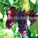 Top Quality Pure Nature Red Wine Extract Powder thumbnail-6