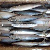 2016 Whole Round Good Quality Frozen Pacific Mackerel