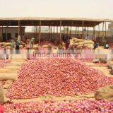 Best Quality Onion