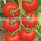 Red Oval Tomato Seed FST 068 thumbnail-1
