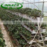 Supply Scallion Planting Groove for Strawberry Planting thumbnail-6