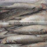 Fresh Frozen IQF BQF Grey Mullet and Mullet Roe thumbnail-1
