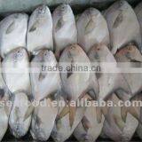 New Arrival Seafood Fresh Fish Pomfret thumbnail-1
