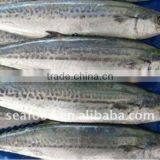 Frozen Whole Round Spanish Mackerel 300-400g thumbnail-1