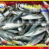 IQF LAYANG SCAD WHOLE ROUND thumbnail-6