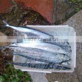 Size #3 Frozen Saury thumbnail-1