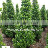 Ficus Panda Christmas Tree ( Cone Shape) thumbnail-6