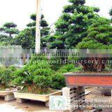 Syzygium Buxifolium Potted Bonsai Plants thumbnail-1