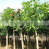 Mangifera Trees thumbnail-1
