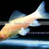 Black Shark Albino Fish Farm For Sale / Aquarium Fish Thailand thumbnail-4