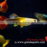 Guppy Fish XXL Size for Aquarium Fish Export thumbnail-3