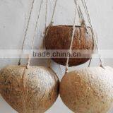 Ex-fty Most Affordable Coconut Box/storage Container for Green Plant thumbnail-5