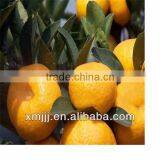 Yongchun Lugan Orange thumbnail-6