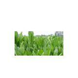 Chicory Extract thumbnail-1