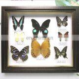 Butterfly Collection Frame for Home Decoration Use thumbnail-3