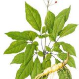Ginseng extract,PLANT EXTRACT,Solvent Extraction