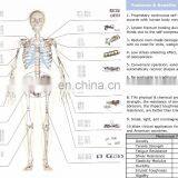 Bone Clasp With Rivet Teeth Ring Shaped TiNi SMA Fixater thumbnail-6