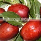 Industrial Dates Size Grader Machine Fruit Processing Equipment thumbnail-3