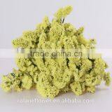 Supply Long Flower Period Fresh Cuttting Statices Flowers From Yunnan Province China thumbnail-3