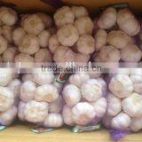 Shandong New Garlic Price of Sale thumbnail-1