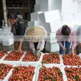 Price of Whole Sale Fresh Lychee From Vietnam thumbnail-5