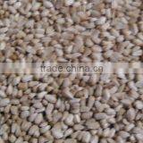 Safflower Seed thumbnail-2