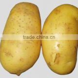 China fresh organic Holland potato