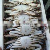 Blue Swimming Crab Good Product thumbnail-2
