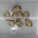 Japan Standard Whole Cooked Clam With Shell and Chemical Free thumbnail-1