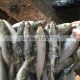 Best Price Bait Sardine Customized thumbnail-1