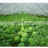 2017 Easy Assembled Watermelon Film Covering Tunnel Greenhouse thumbnail-1