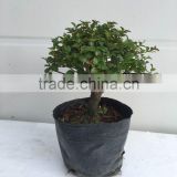 Sageretia 15cm Ball shape outdoor bonsai Preferential promotion