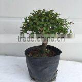 Sageretia 15cm Ball Shape Outdoor Bonsai Preferential Promotion thumbnail-1