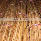 Rattan Golden Baladi thumbnail-1