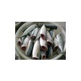 Pacific Mackerel HGT thumbnail-1