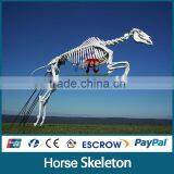 JLDF-G-0043 Highly Customized Artificial Animal Skull