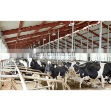 Free design cow house prefab steel structure dairy cow shed farm