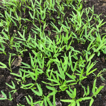 6g Buy Hybrid Asian Green Leaf Vegetable Water Spinach Seeds Ipomoea Aquatica Seeds thumbnail-3