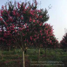 Price of 3-cm Lagerstroemia Indica, Cheap and High Survival Rate thumbnail-2