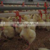 360 Degree Ball Valve Detachable Red Chicken Nipple Drinkers thumbnail-3